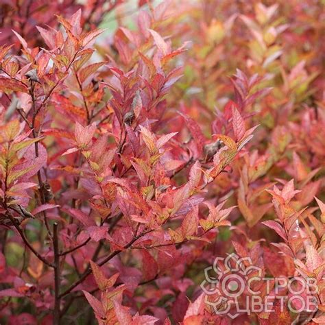 Спирея Фаерлайт японская | Купить саженцы Spiraea japonica Firelight ...
