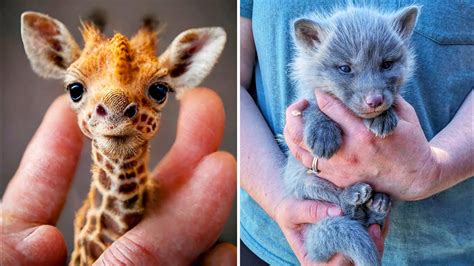 cutest baby animal wallpapers baby animals  baby animal