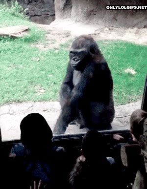 funniest gifs   time