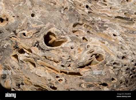 Ship Worm (Teredo navalis) holes in petrified wood. also known as Naval ...