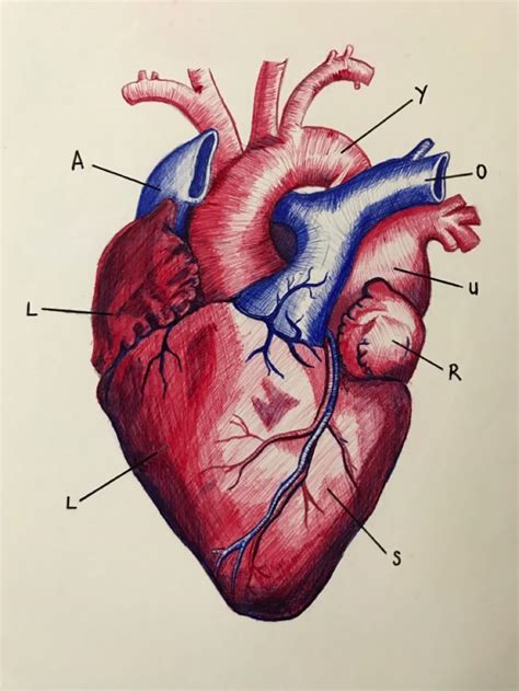human heart drawing heart drawing heart anatomy drawing