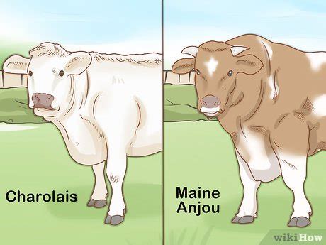 How to Identify Simmental Cattle: 10 Steps (with Pictures)