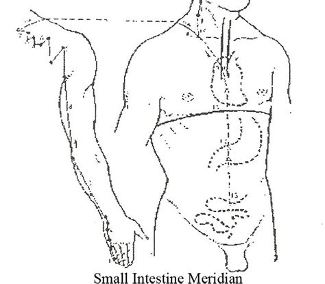 Holistic Acupuncture: Small Intestine Meridian of Hand Tai Yang ...