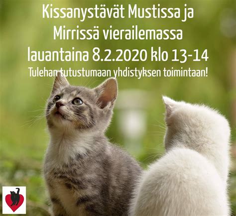 Kainuun Kissanystävät ry - Home | Facebook