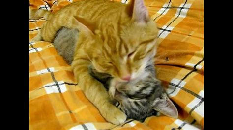 Котик лижет киску - YouTube