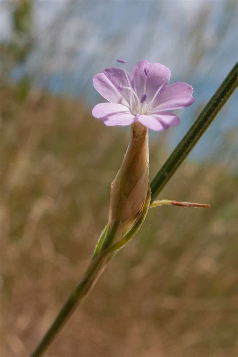 Petrorhagia prolifera - Изображение особи - Плантариум