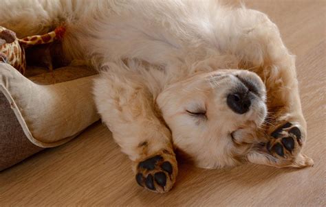Dog Face Wallpapers - 4k, HD Dog Face Backgrounds on WallpaperBat