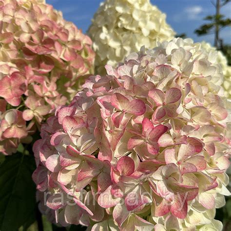 Гортензия метельчатая Pink & Rose (Пинк энд Роуз): продажа, цена в ...
