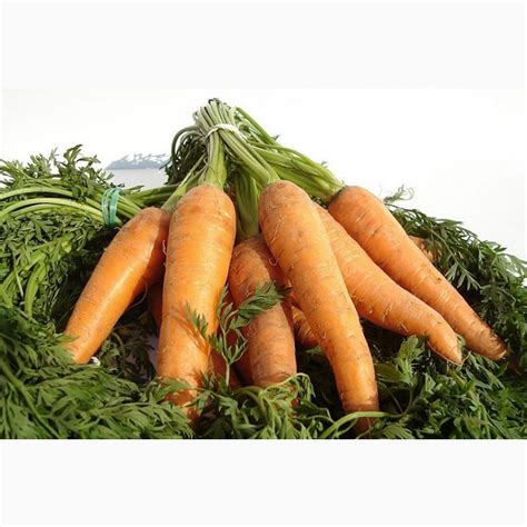 Морковь оптом — Agro-Kazakhstan