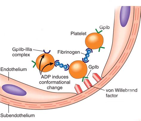 Abciximab - mechanism of action/ indication/ contraindication/ dose