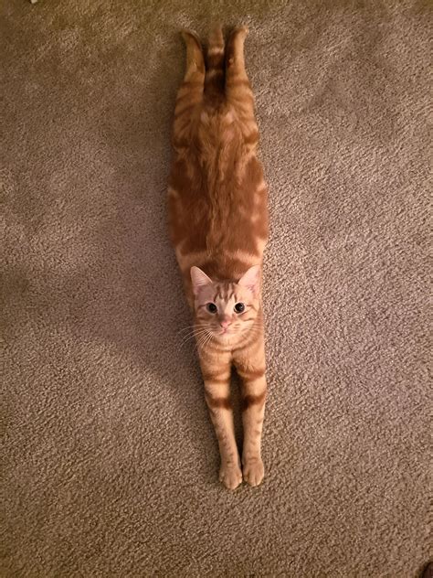 He had this weird way of laying down – Artofit