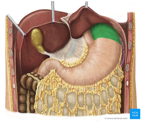 Fundus gastricus: anatomy and function | Kenhub