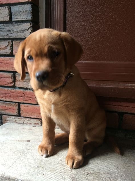 Things To Do With A 2 Month Old Puppy - Bernard Picken's Reading Worksheets