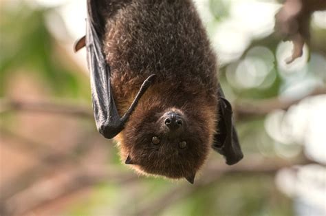 Bat Week: 10 Reasons to Appreciate Bats - WCS.org