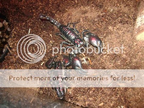 Best Communal Scorpion | Page 2 | Arachnoboards