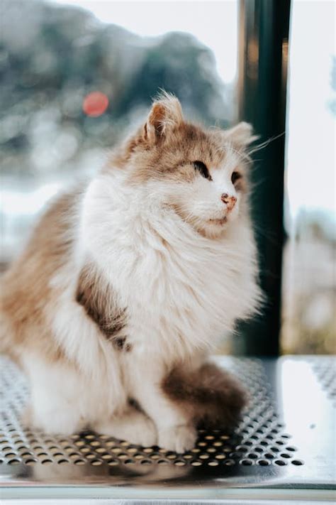Long Hair Cat · Free Stock Photo