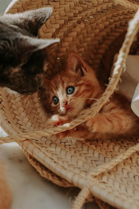 cats playing      cats playing stock