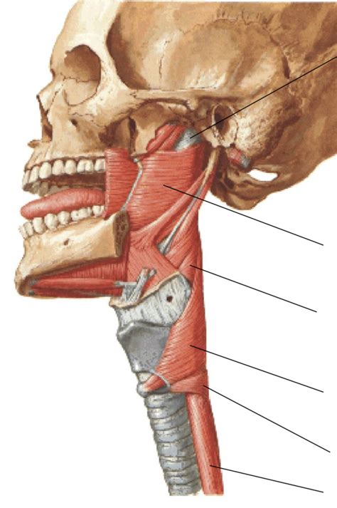 Constrictor Muscles Diagram | Quizlet