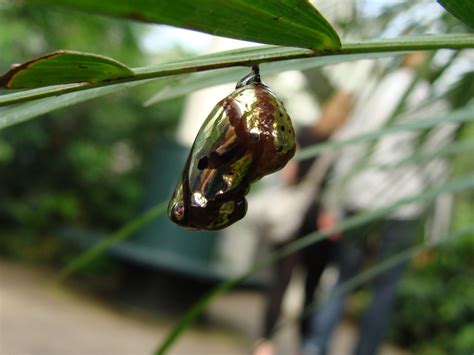 Chrysalis 3 Free Stock Photo | FreeImages