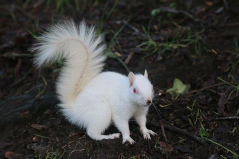 10 Hewan Albino yang Menakjubkan dan Langka - Blog Unik