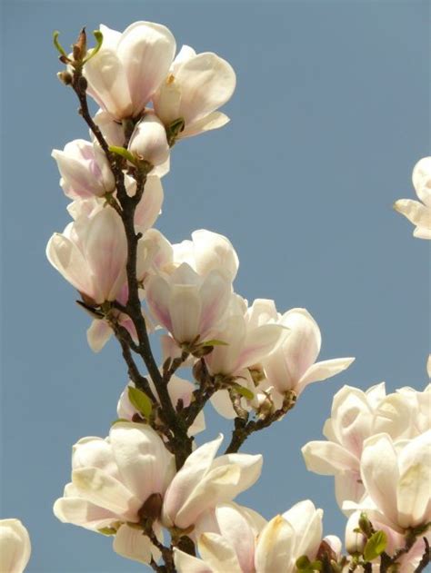 Magnolija,magnolijos medis,rožinė gėlė,magnolijos lapai,frühlingsblüher ...