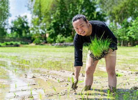Amateur Asian man tests and tries to transplant rice seedlings in paddy