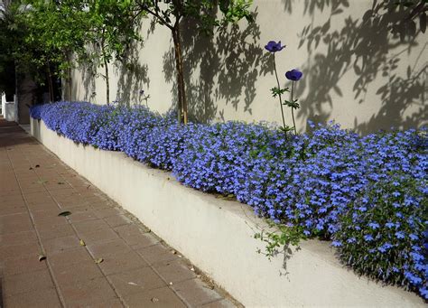 Lobelia erinus - Изображение особи - Плантариум