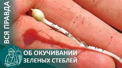 🌿 Вся #правда об окучивании картофеля: столоны и корни на зеленых ...