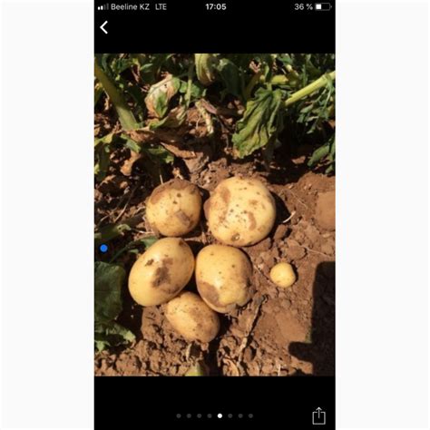 Продаём Картофель оптом от производителя — Agro-Kazakhstan