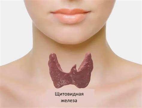 Щитовидка и полезные продукты для нее