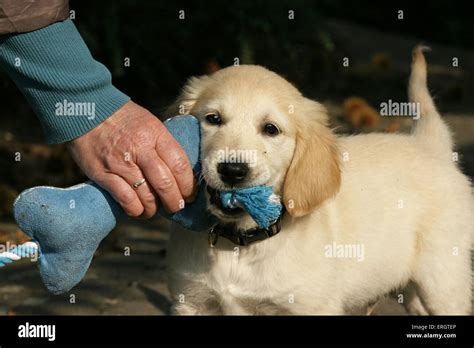 playing Golden Retriever puppy Stock Photo - Alamy