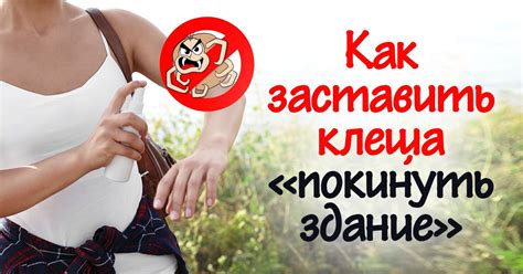 Как убрать клеща: 5 способов избавиться от насекомого