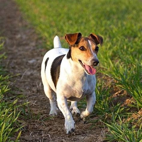 Jack Russel Teriér - profil plemena | Chovatelahospodar.sk