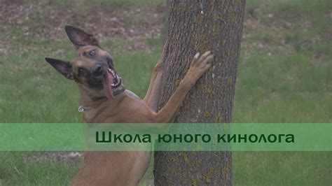 Школа юного кинолога - YouTube