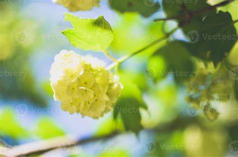 White Hydrangea arborescens Annabelle flower 8122342 Stock Photo at