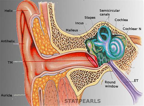 [Figure, Ear Anatomy Contributed by S Bhimji, MD] - StatPearls - NCBI ... 