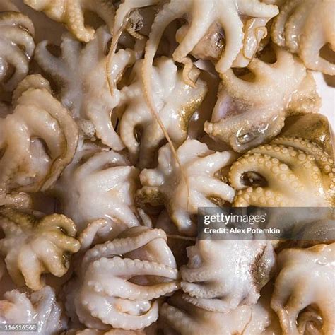 Small Octopus Photos and Premium High Res Pictures - Getty Images