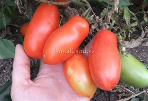 Томат Гаспачо: описание сорта, ОТЗЫВЫ (13), фото | tomatland.ru