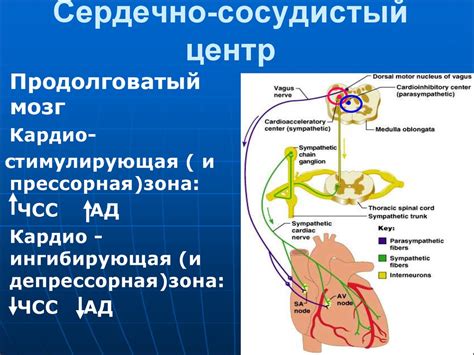 26 Регуляция работы сердца - online presentation