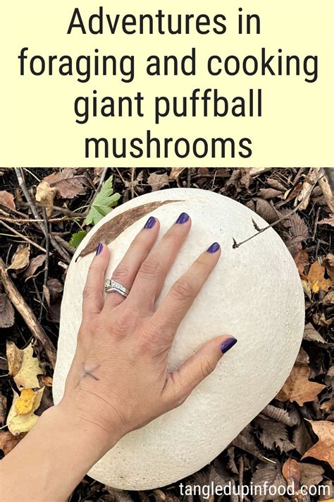 Foraging and cooking giant puffball mushrooms | Tangled Up In Food