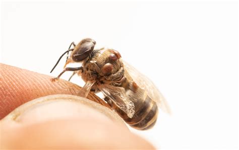 Varroa mite decision requires response | Mirage News