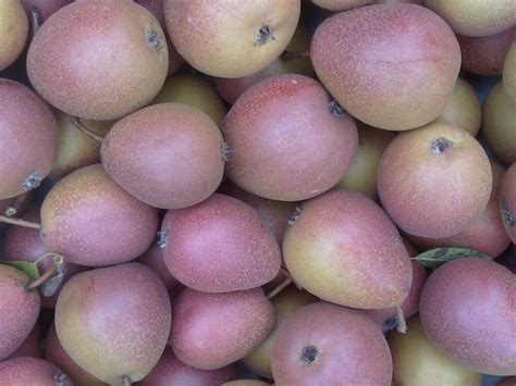 Безплатна снимка : растение, плодове, храна, продукция, есен, купчина ...
