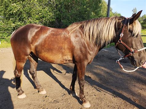 Chocolate Flaxen Horse