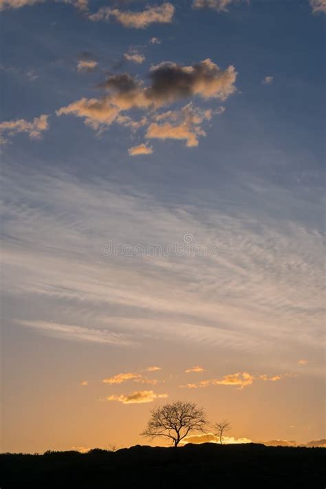 minimalistic landscape  tree stock photo image  morning