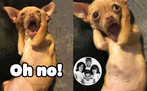 "Oh no, oh no, oh no no no no no" - đoạn nhạc nổi tiếng trong meme này ...