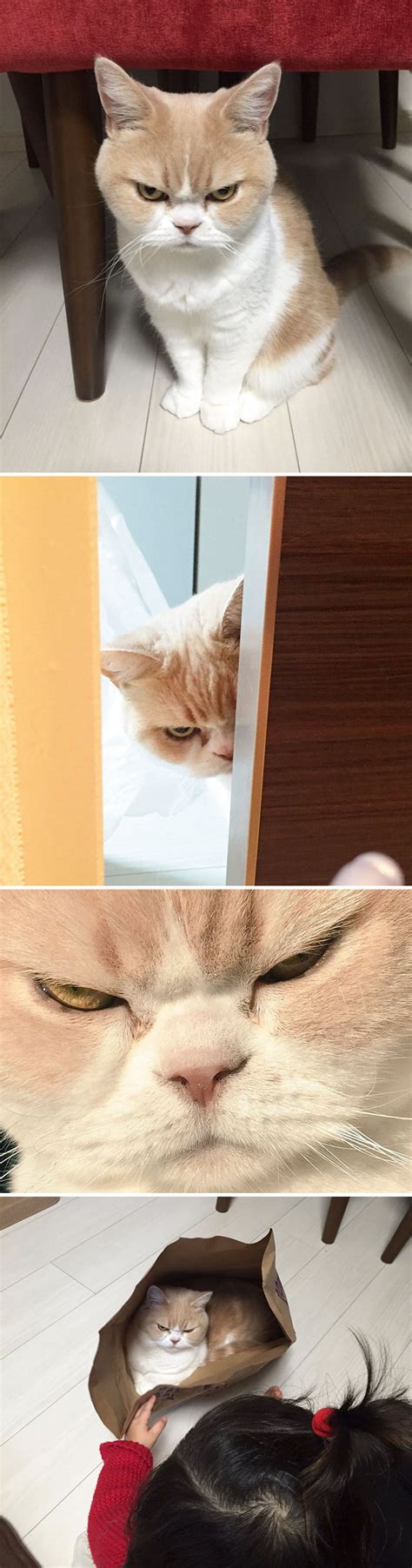 13 cats who've had just about enough of your BS [photos]