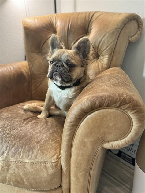 Kansas City English... - Kansas City English Bulldog Rescue