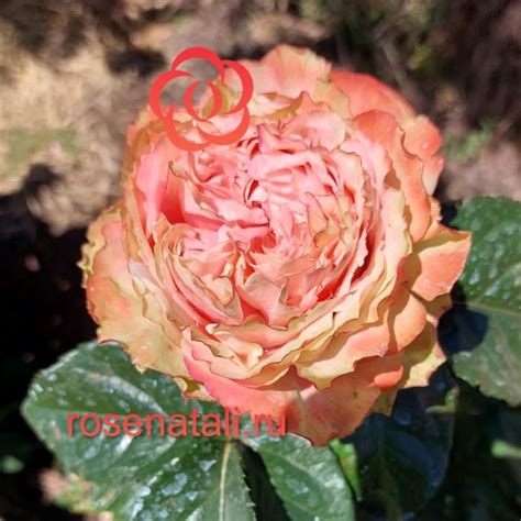 Catalina (Каталина) Нидерланды ⋆ rosenatali.ru