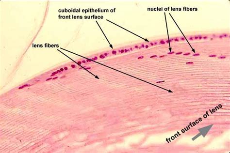 Lens Histology