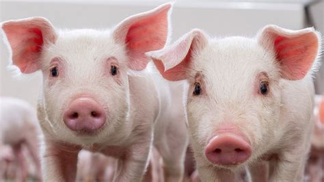 Perfect Pigs – Page 2 – Let's Learn All About It!